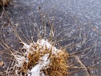 Kreisförmiges Grasbüschel ragt aus dem gefrorenen Moorsee